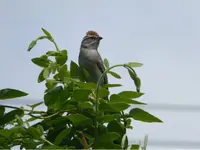 ImageUploadedByTreasureNet.com1434745867.483562.webp