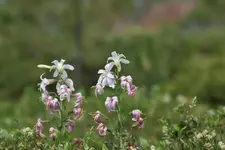 002.webp