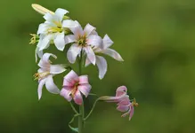 005.webp