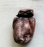 Owl.webp