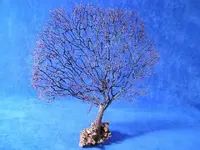 black_sea_fan.webp