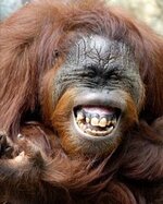 laughing_orangutan.jpg