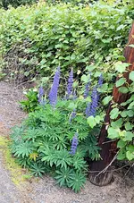 lupine3edit.webp lupine3edit.webp
