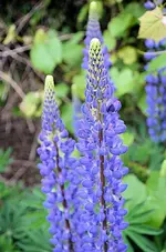 lupine1edit.webp