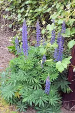 lupine2edit.webp lupine2edit.webp