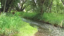 coal creek 1.webp