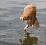 catwater.webp