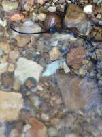 ImageUploadedByTreasureNet.com1434766377.010780.webp
