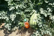 watermelon.webp