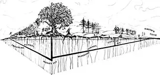 tunnels1.webp