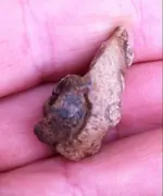 tooth1.webp