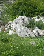guri.webp
