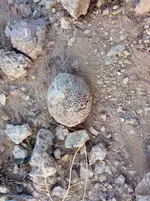 petrified coral_1.webp