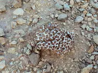 petrified coral_2.webp