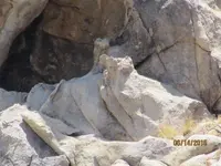 OWL CLOSE_800x600.webp