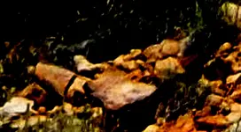 Dscf1960-A1acrop1.webp