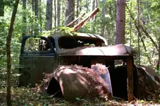 resting in the woods-1.webp