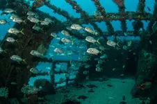 Shipwreck1-830x553.webp