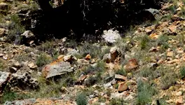 Dscf1960-A.webp