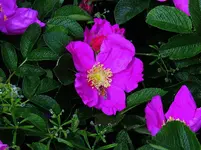 013.webp