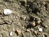 bullet in dirt.webp bullet in dirt.webp