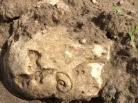 FossilShell-Field-2015-06-19-Img_0940S.webp FossilShell-Field-2015-06-19-Img_0940S.webp