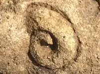 FossilShell-Field-2015-06-19-Img_0940C.webp FossilShell-Field-2015-06-19-Img_0940C.webp