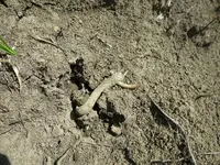 hanger in dirt.webp