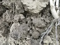 silver in dirt.webp