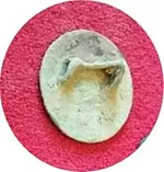 Rosette.webp