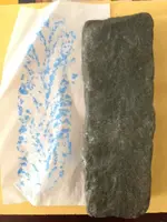 leaf fossil.webp