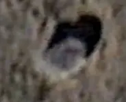 Rock Closeup.webp