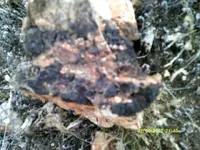 DSCF0031.webp