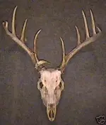 buck skull.webp