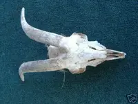 goat skull.webp