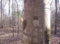 tree1.webp