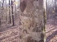 tree2.webp