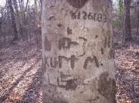 tree3.webp