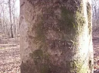tree4.webp