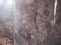 tree5.webp