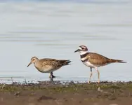 Lesser Yellowlegs and Killdeer 10-9-07.webp
