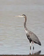 Great Blue Heron 10-9-07.webp