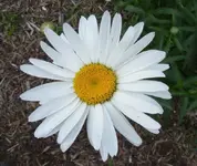 daisy.webp