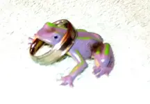 RING PIC.webp