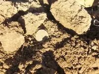 Dime in Dirt.webp