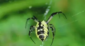 spider2.webp