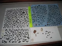 September 2007 shark teeth dive 078 Standard e-mail view.webp