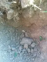 1432552069077.webp
