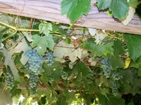 grapes 1.webp