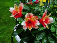 021.webp